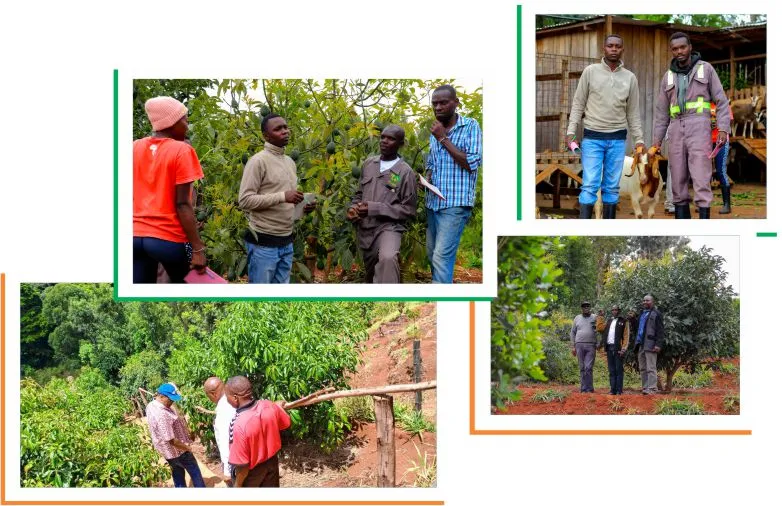 Avocado Introduction