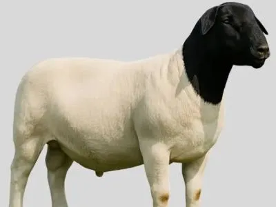 Dorper Sheep
