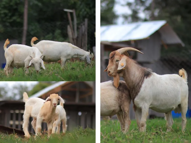 Improved Crossbreeds