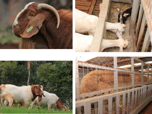 Goat Breeding