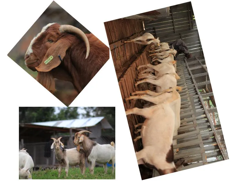 Livestock Management