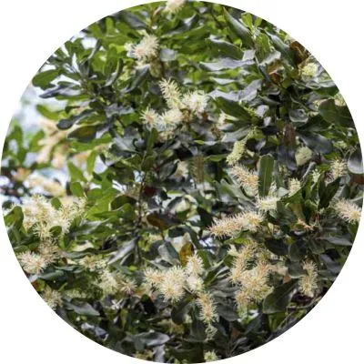 Avocado Introduction