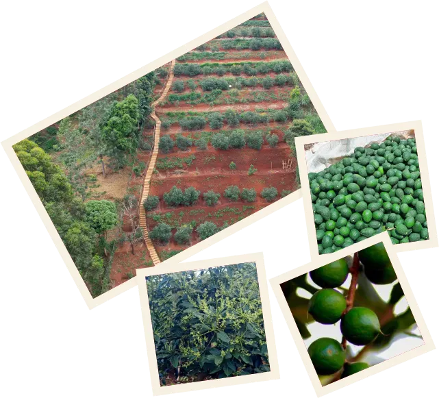 Orchards Introduction