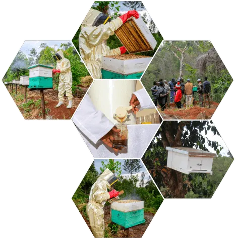 Beekeeping Training